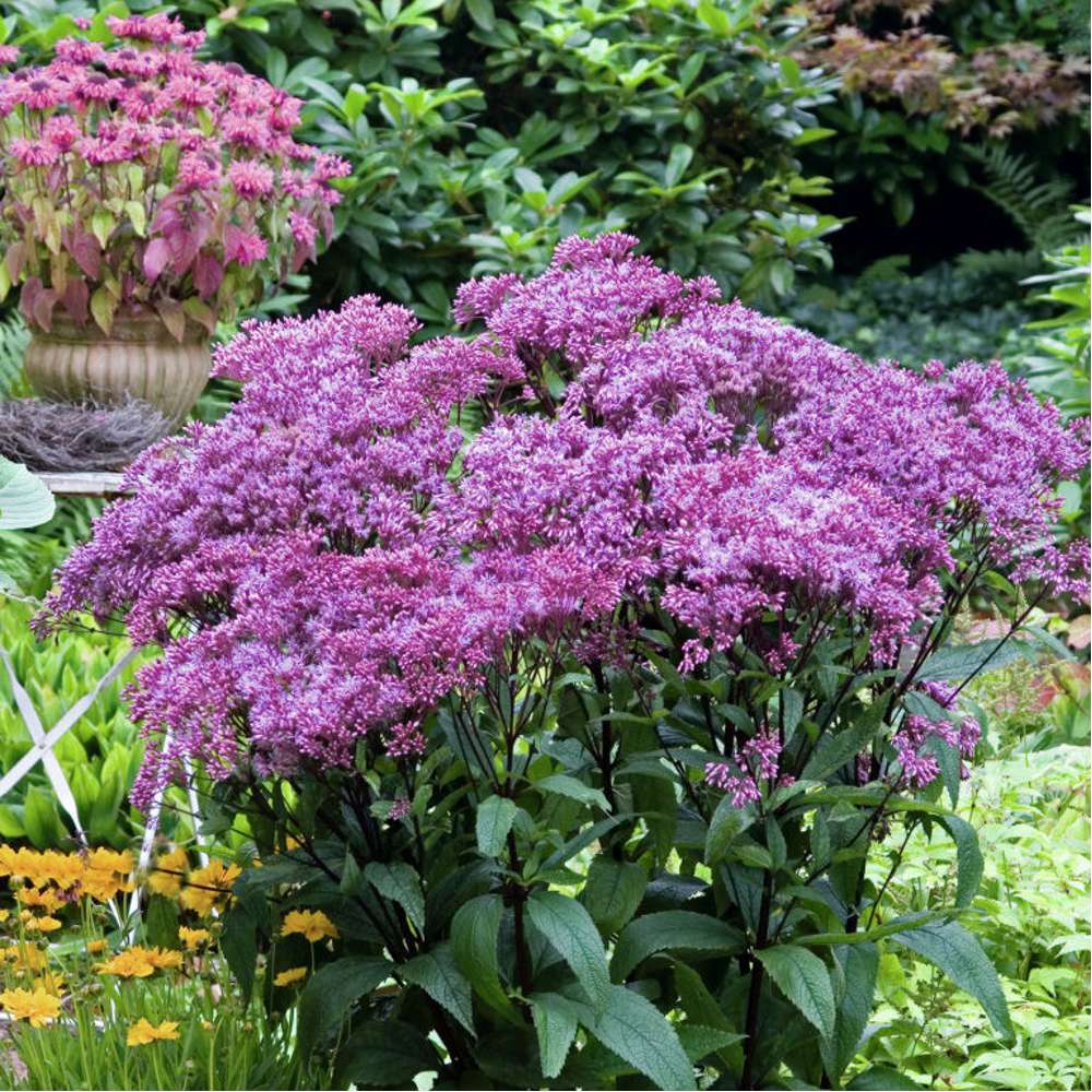 Liten rosenflockel 'Baby Joe' (Eutrochium purpureum)